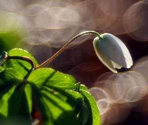 Światło, Bokeh, Biały Kwiat