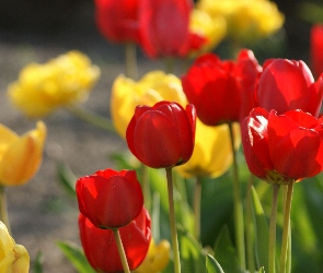 Żółte, Tulipany, Czerwone