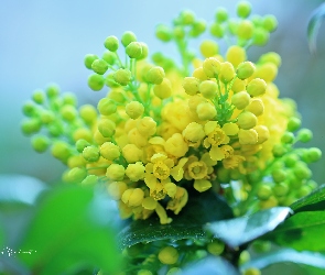 Żółte, Kwiaty, Ostrokrzew