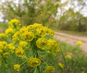Droga, Wiosna, Wilczomlecz