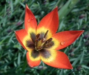 Przyroda, Tulipan, Kwiat