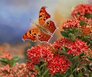 Rusałka ceik, Różanecznik, Motyl