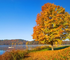 Jesień, Liście, Jezioro, Drzewo