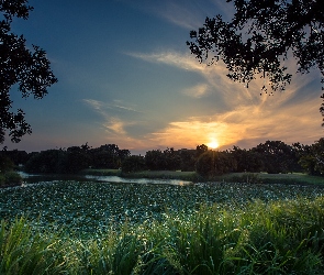 Trawa, Drzewa, Zachód słońca, Park