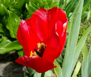 Czerwony, Tulipan