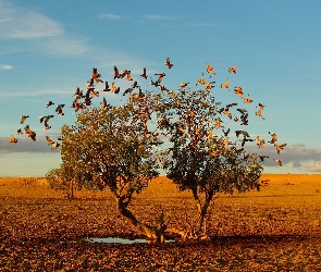 Drzewo, Kałuża, Ptaki