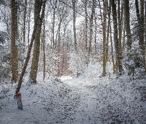 Zima, Las, Śnieg