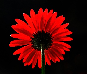 Gerbera, Czerwona