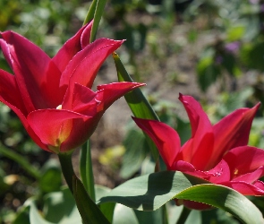 Tulipany, Wiosenne, Czerwone, Kwiaty