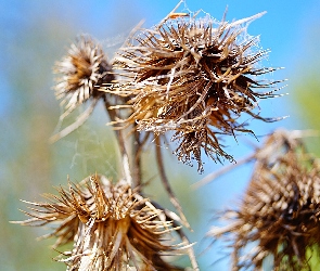 Rośliny, Niebo, Suche