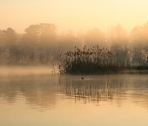 Jezioro, Trzcina, Mgła