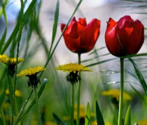 Mniszek, Wiosna, Trawa, Tulipany