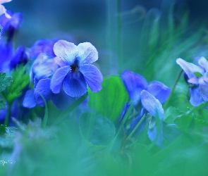 Niebieskie, Kwiaty, Fiołki Wonne