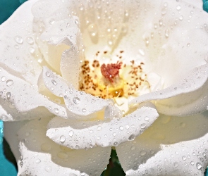 Rosy, Krople, Biała, Róża