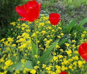 Kwiaty, Żółte, Czerwone, Tulipany