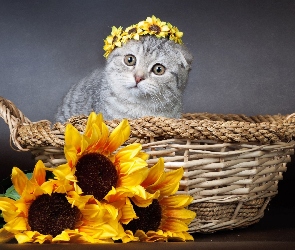 Koszyczek, Kwiaty, Kot