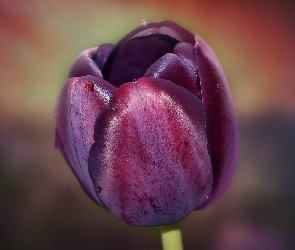 Tulipan, Burgund, Kwiat, Kolor