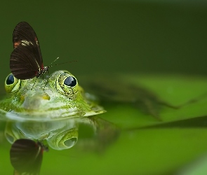 Żaba, Motyl