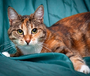 Rudy, Kotek