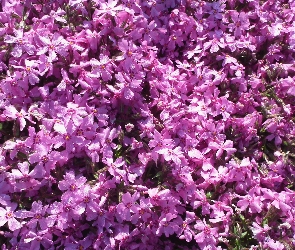 Kwiaty, Floks