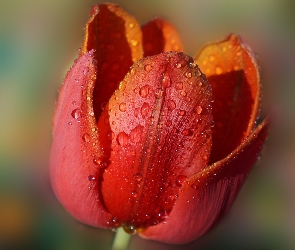 Kwiat, Rosa, Czerwony, Krople, Tulipan
