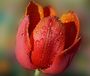 Tulipan, Rosa, Krople, Czerwony, Kwiat