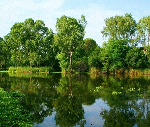 Lustrzane, Odbicie, Staw, Drzewa