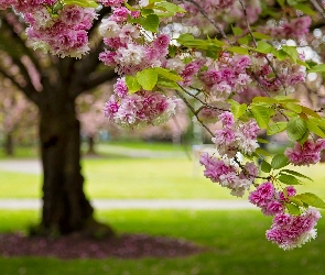 Drzewo, Wiosna, Kwiaty