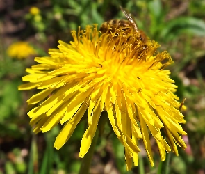 Pszczoła, Mniszek, Żółty, Kwiat