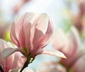 Magnolia, Krzew, Kwiat, Różowy