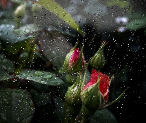 Pąki, W Deszczu, Róż