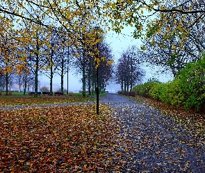 Jesień, Liście, Drzewa, Jesienne, Park