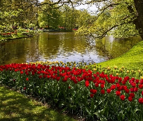 Rzeka, W, Tulipany, Kaukenhof, Wiosna, Park, Holandia, Lisse