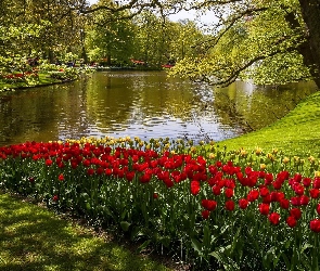 Kaukenhof, Rzeka, Tulipany, Holandia, Lisse, W, Wiosna, Park