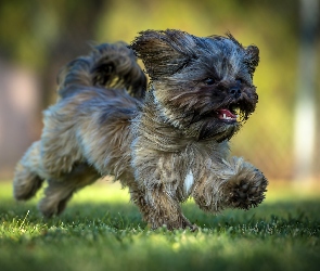 Biegnący, Shih Tzu, Pies