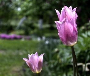 Tulipan, Kwiat, Różowy