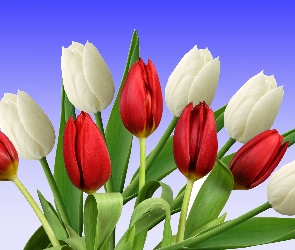 Tulipany