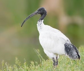 Ibis, Biały