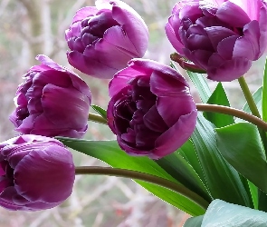 Fioletowe, Tulipany