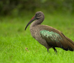 Trawa, Zieleń, Czarny, Ibis