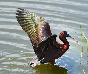 Ibis, Woda, Czarny