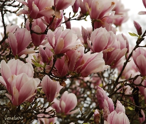Biała, Magnolia, Różowo