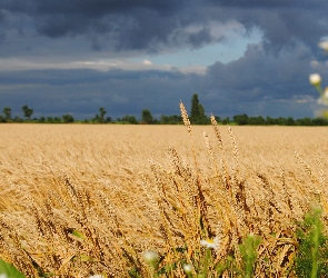 Chmury, Niebo, Pole, Zboże