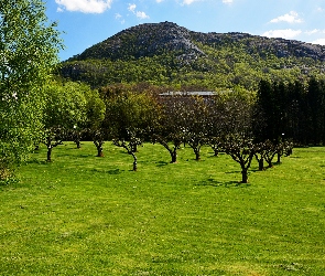 Góra, Drzewa, Trawnik