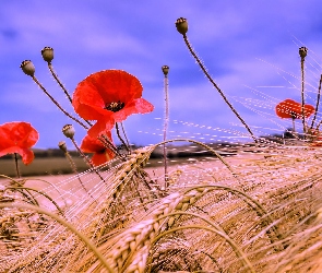 Maki, Zboże, Lato, Pole