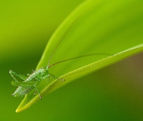 Zielony, Liść, Pasikonik