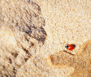 Biedronka, Piach, Plaża, Mokry