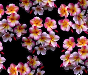 Kolorowa, Rosa, Plumeria