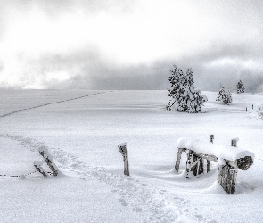Zima, Ścieżka, Pole, Drzewa, Śnieg