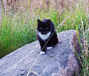 Kot, Trawa, Kamień